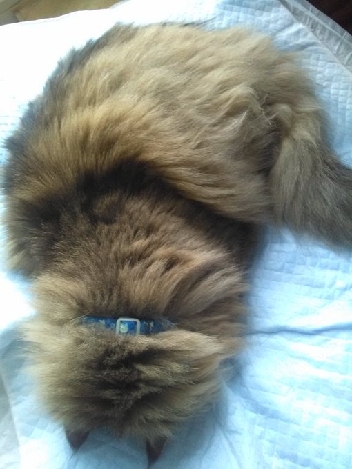 ごめん寝のtwitterイラスト検索結果