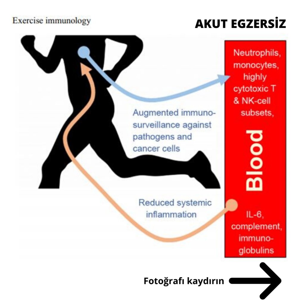 Sport and physical activity. Спорт для поднятия энергии. Какой спорт поднимает иммунитет. Physical activity. Regular exercise strengthens the Health and immune System of people.