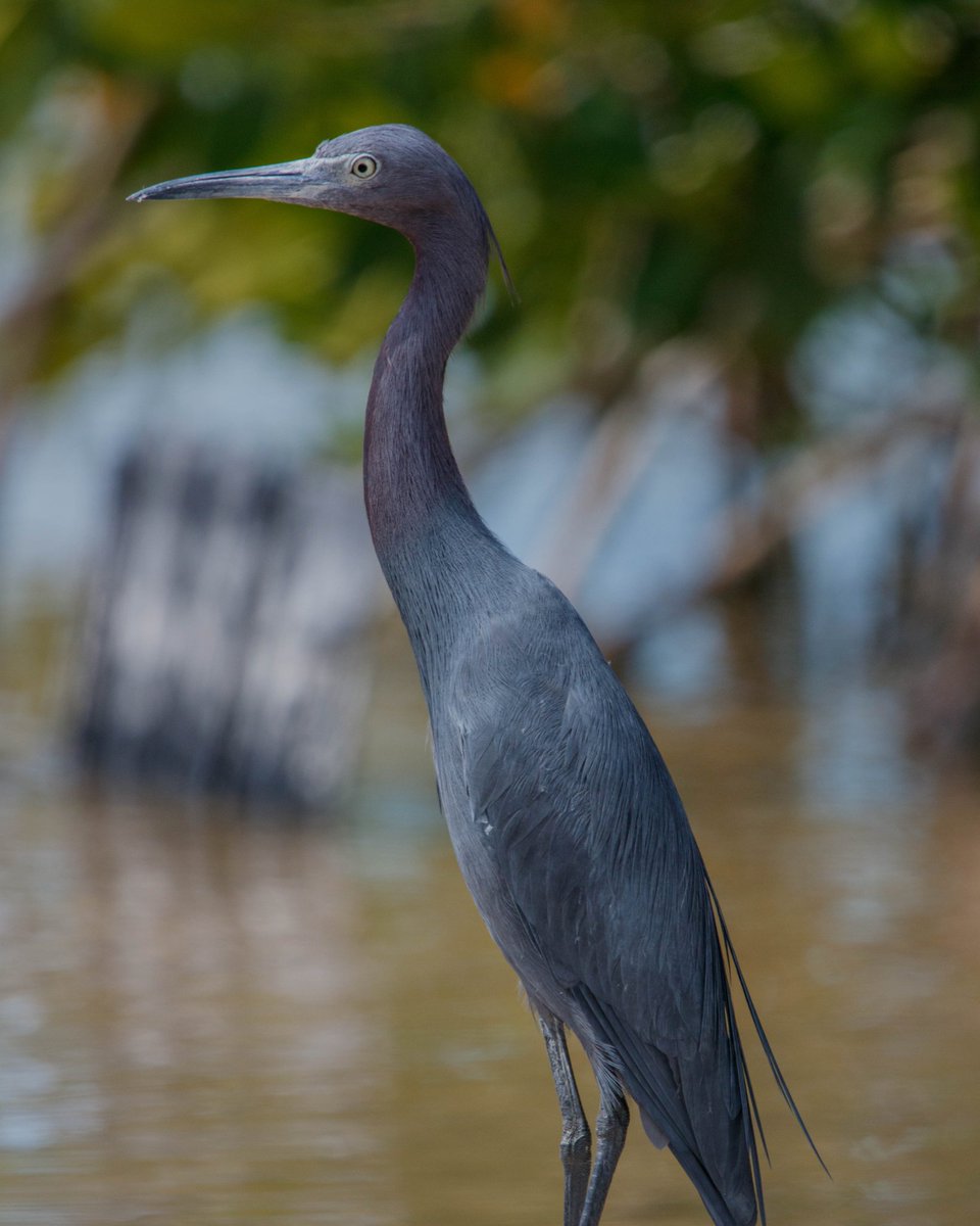 IvanClementeTo1's tweet photo. Garza Azúl/ Egretta caerulea.
Chelem, Yucatán, México.

#noalacaceriadeaves #garzaazul #egrettacaerulea 
#nature  #canomx #wildlife #birds #natgeomx #salapajarear #natgeoyourshots #nationalgeografic #topyucatan #yucatan #discoverychannel #animalplanet #your_best_bird #Yucatan https://t.co/vx8ygYf6in