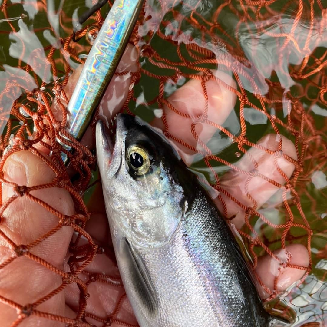 Palms 新しいことは面白い レイクショアスローの可能性を探る旅 昨日の芦ノ湖 スローブラットキャスト ロングで顔を見せてくれたのはヒメマス その可能性はまだまだ広がります レイクショアスロー 芦ノ湖 トラウト T Co L1vchautew