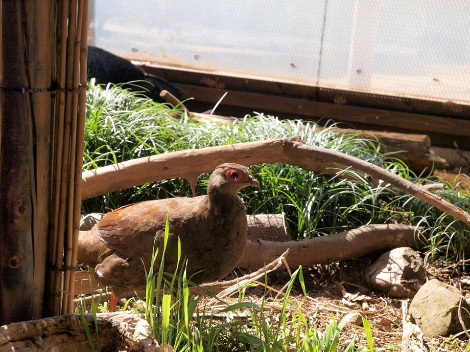 埼玉県こども動物自然公園 公式 No Twitter コサンケイの 母衣打ち ほろうち 母衣打ちは キジやヤマドリなどが翼を激しくはばたかせて音を出すことです 繁殖期の春にオスが縄張りを宣言したり メスを誘ったりするときにこの行動をするようです 休園中の