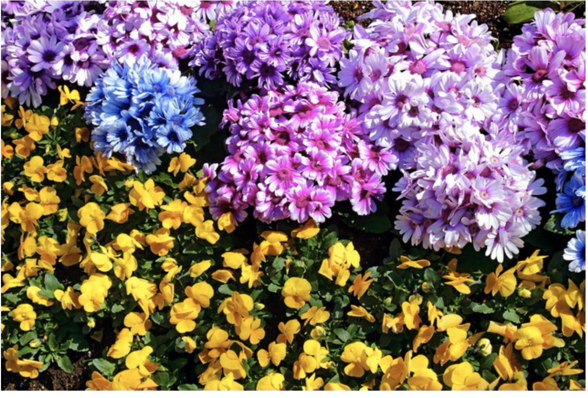 Lily69640263's tweet photo. diary〜
It was warm today. 
I am glad it didn’t rain.
I am going to walk the dog.
I am sure she is exciting!
and after walk the dog, I am going to play the piano on 1hour.
#SGI I am praying for you.
Buddhism teaches that
true freedom is connected to
one's inner condition of life https://t.co/4e06vA19lT