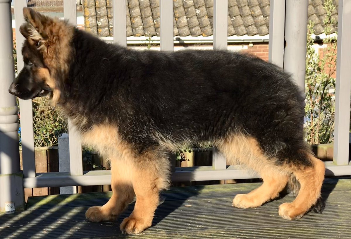 RayBates57's tweet photo. 8 weeks to 15 weeks 😍😍. #growingquickly #GermanShepherd https://t.co/OoCfMtxRXt