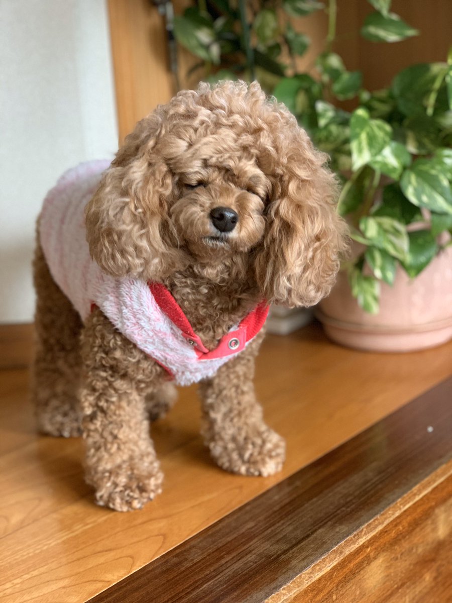 Emiﾉﾘﾀﾞｰ う ん ボサボサだなぁ 私 来週トリミングだよ トイプードル 愛犬 実家 犬の 気持ち 今日わんこ ボサボサ ワンコ 変顔 犬好きさんと繋がりたい 犬