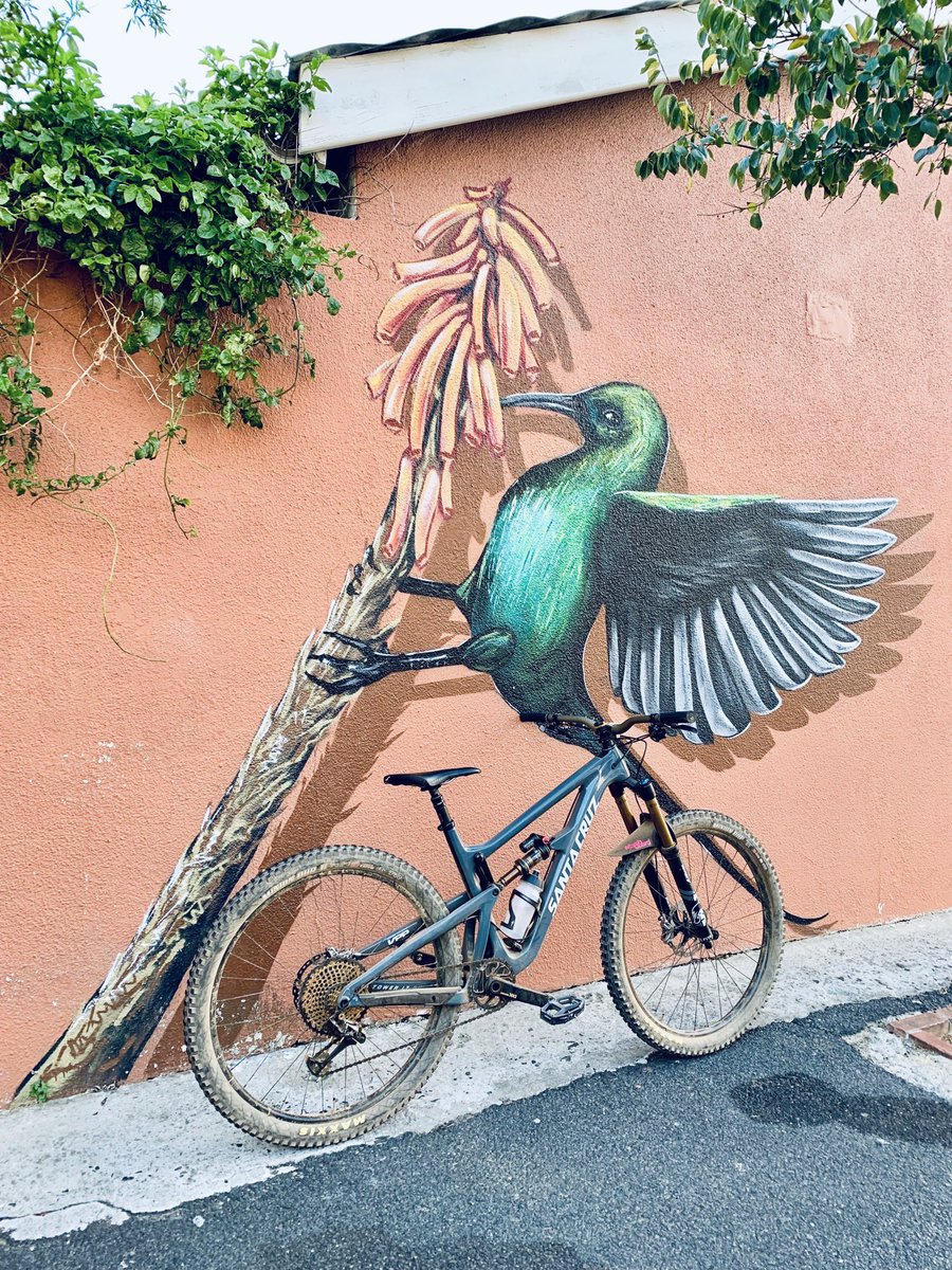 _RushSports_'s tweet photo. When works of art flock together 🦜🚲
_
#WeRide @santacruzbikes #HighTowerLT https://t.co/iB1EgEfSf4