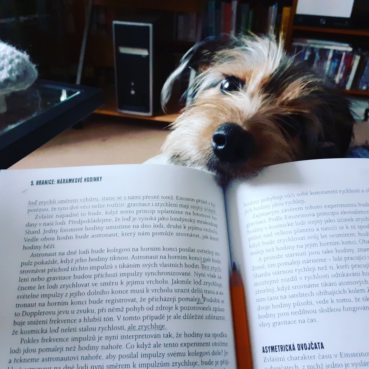 SCubanova's tweet photo. Ráno v klidu kafe, fyzika a Dobby. To je život. :-) https://t.co/kY1ocijgck