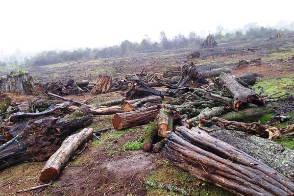 IstandAgainstC1's tweet photo. In many developing countries like Kenya,endowed with relatively abundant natural resources,corruption is regarded as a major culprit in environmental degradation.
@paulakahumbu 
@patriciakombo 
@PlantTreesProg 
@CJPCCatholicsKE 
@bishopmuheria https://t.co/dCDFD0IRTP