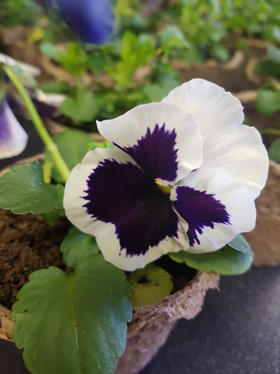 FORUMPTA's tweet photo. Mother's Day Plants.
Thank you to everyone who has placed an order. The PTA team have been busy over the last few weeks getting these gifts ready. 
We still have plants available if you haven't already ordered one. 🌱🌺
@RedscopeSchool @RedscopeEY https://t.co/BJpt5Io4su