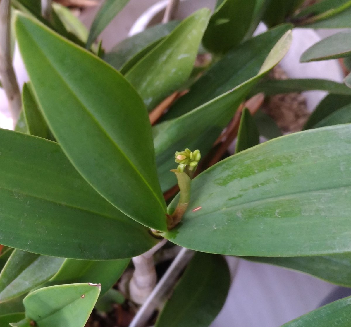 ট ইট র こころんグリーン ギンギアナムの花芽が出てきました ちいさな芽です 花芽だと思います きっと花を咲かせてくれると思います 楽しみです ギンギアナム 花芽 デンドロビウム 春 春の花 園芸 ガーデニング 熊本市南区 熊本市