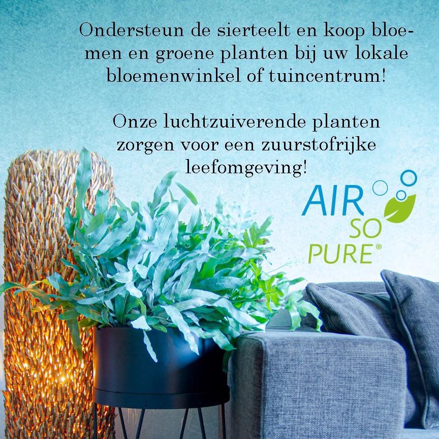 Ondersteun de Sierteelt, koop een luchtzuiverende Air So Pure kamerplant voor in huis! #bloemen #planten #airsopureplants #airsopure #lucht #Corona #COVID19 #air #fresh #plants