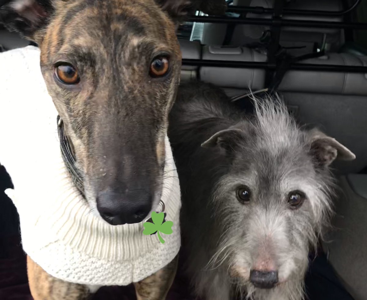 Happy St. Patricks Day from Fionn & Lupin! #HappyPaddysDay #FosterAndAllen