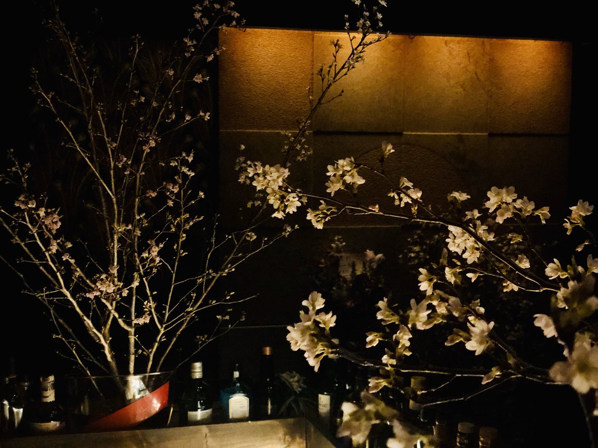 sen_019's tweet photo. 店の桜、あっという間に咲いてきた。
春だなあ〜〜〜

とりあえずオープンしました。 https://t.co/LBhio8dJoC
