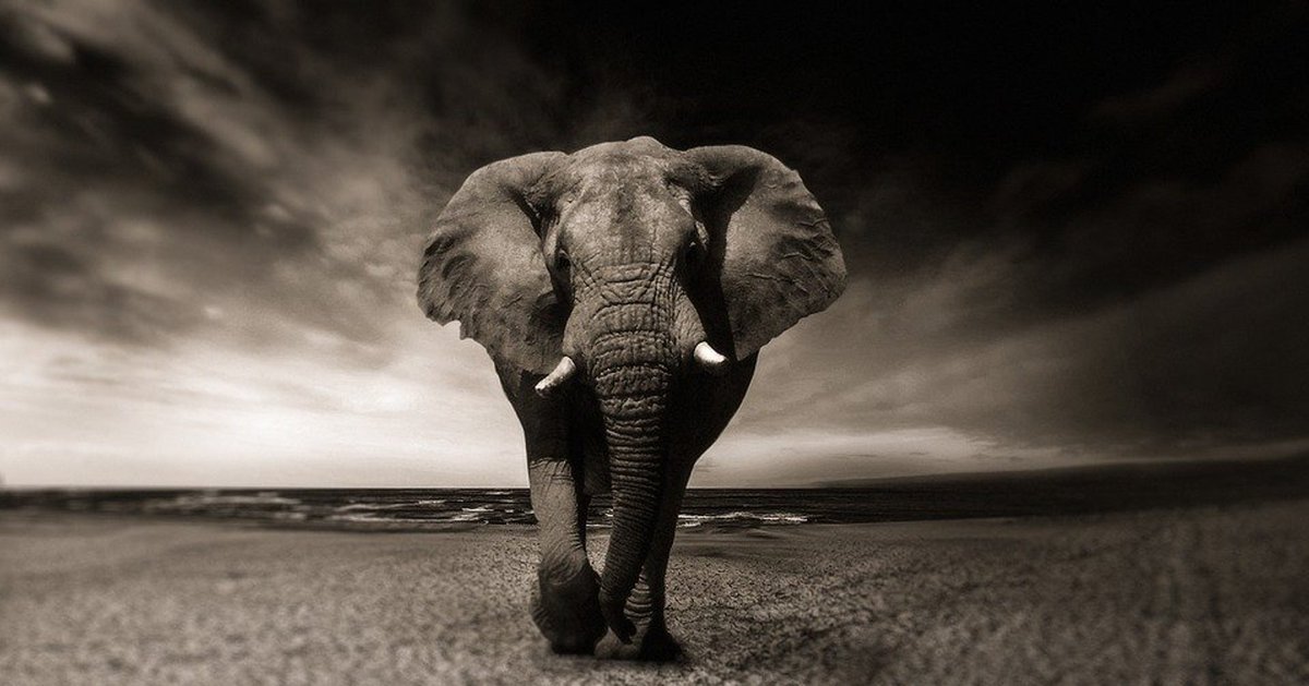 Unleash your inner self 🐘 👑 

Become the king of the gym and never look back.

#gym #gymlife #motivation