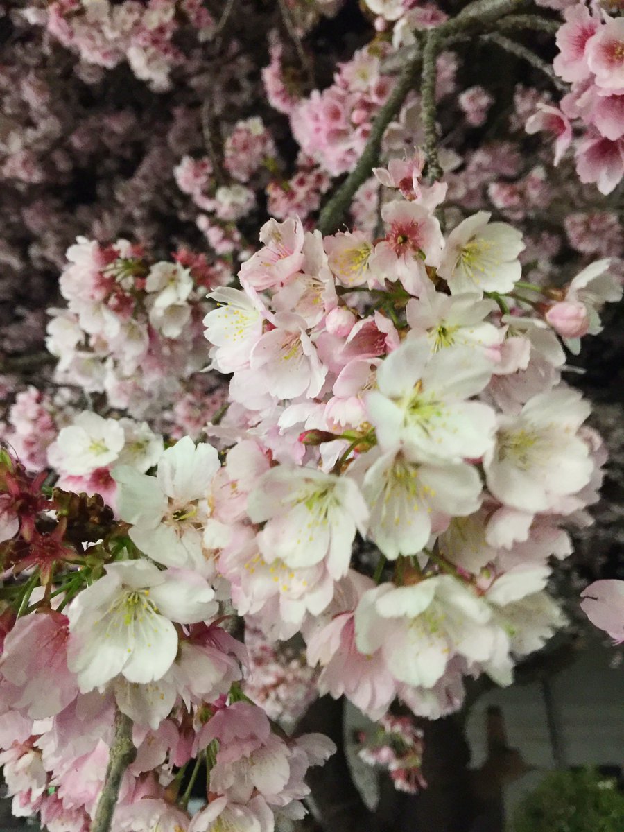 ট ইট র もっふる通り 健康第一 拙者が今夜眺めた桜は調べたら 大寒桜 おおかん ざくら というんですぬ つぼみの時と散り際に濃いピンクに染まる桜 街灯に照らされて美しうござった