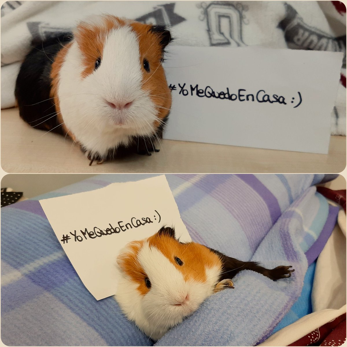 aiditaa's tweet photo. #YoMeQuedoEnCasa Mi pequeño cumpliendo como buen chico 🤭 https://t.co/V1eyLTC4Zp
