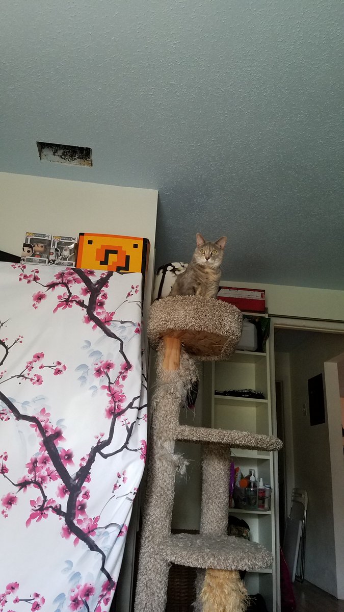 BestCatArwyn's tweet photo. @heckenhocker Here is Furi, aka Fufu Cuddley Poops, being the princess in her cat-sle. She was #BestCatInTraining, full of purrtential. #RIP #OTRB https://t.co/a3bQJrxzZp