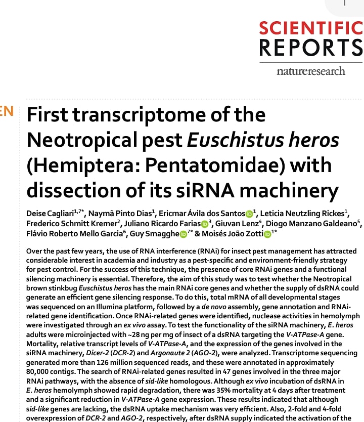 dmgaldeano's tweet photo. Unraveling the RNAi machinery of the Euschishtus heros. Very happy to have participated in this work. #rnainterference #genetica #genetic #pestcontrol #soybean #rnai @deise_cagliari https://t.co/6dx6YakLVh