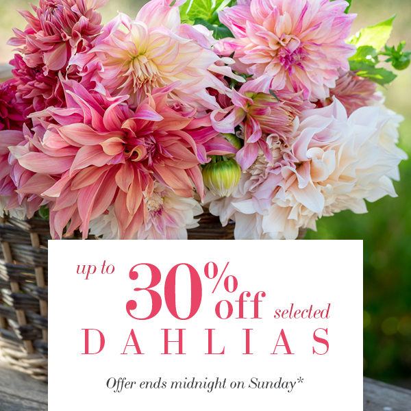 Sarah Raven tweet media