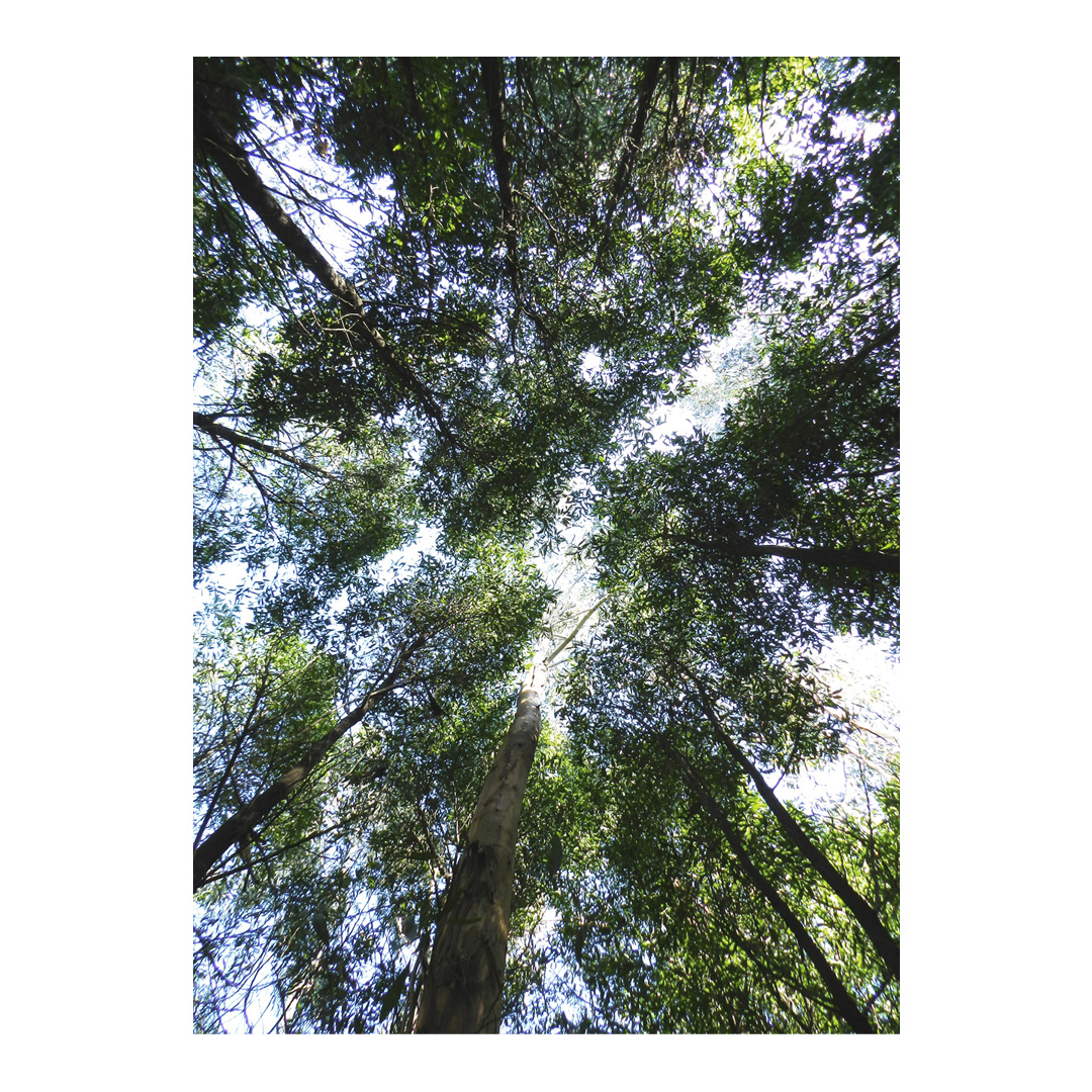 Scic_Italia's tweet photo. SCIC takes another step in commitment to sustainability and environmental protection: FSC ® certification. This means forests managed correctly and responsibly according to strict environmental, social and economic standards of the Forest Stewardship Council ®
#green #fscitalia https://t.co/dB3XMnNU1j