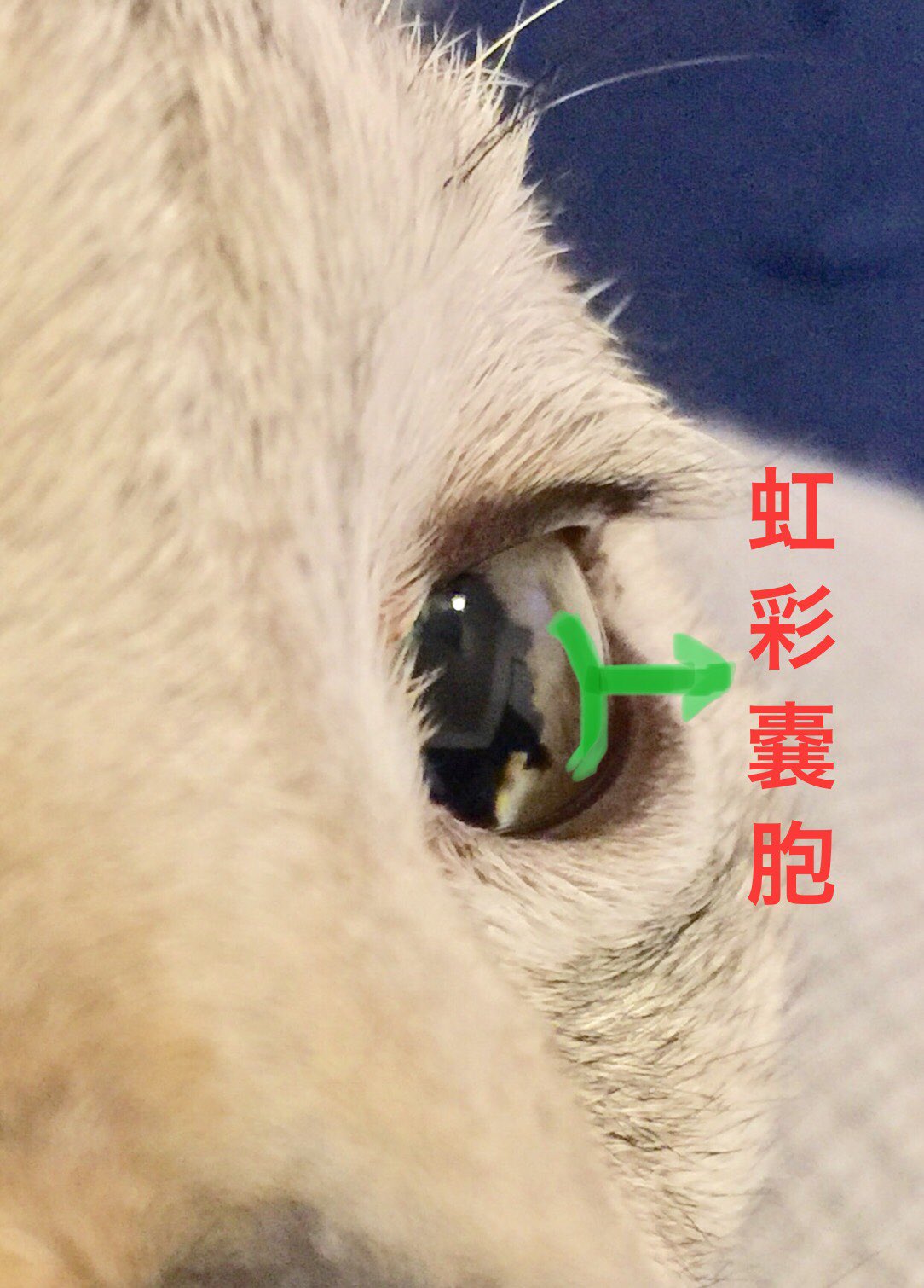にゃんこさんの肉球 うちの子の虹彩嚢胞 猫 猫の目 黒い粒 T Co Dxbqb1wx09 Twitter