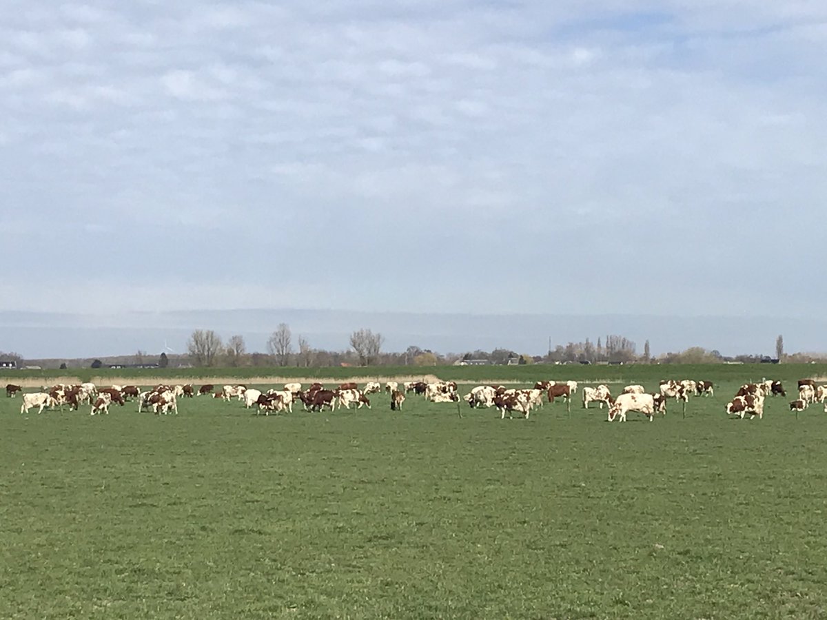 philomenasmits's tweet photo. Dit jaar wisten ze zonder mij zelf de weg naar de wei, vreugdedans gemist ๐๐#blijindewei #mrij #nietomdathetmoetmaaromdathetkan #spring โฆ@VreugdenhilDFโฉ cows https://t.co/iCa45z7FmW