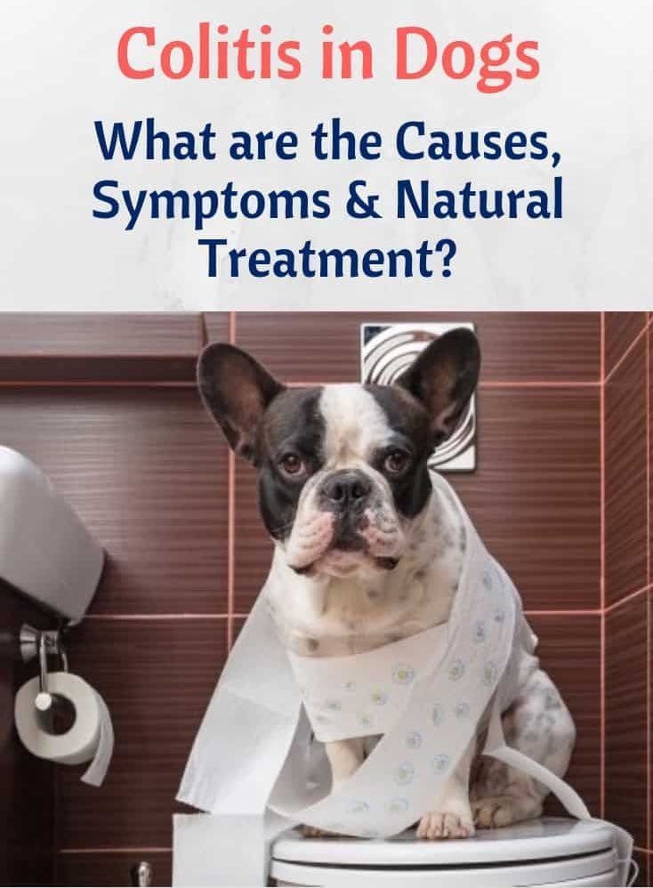 How Do You Treat Colitis In Dogs