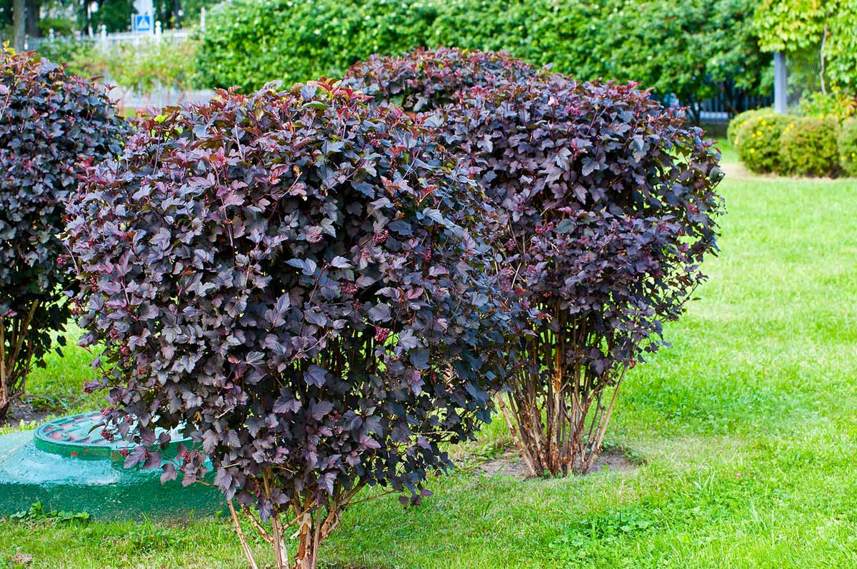 Пузыреплодник диабло