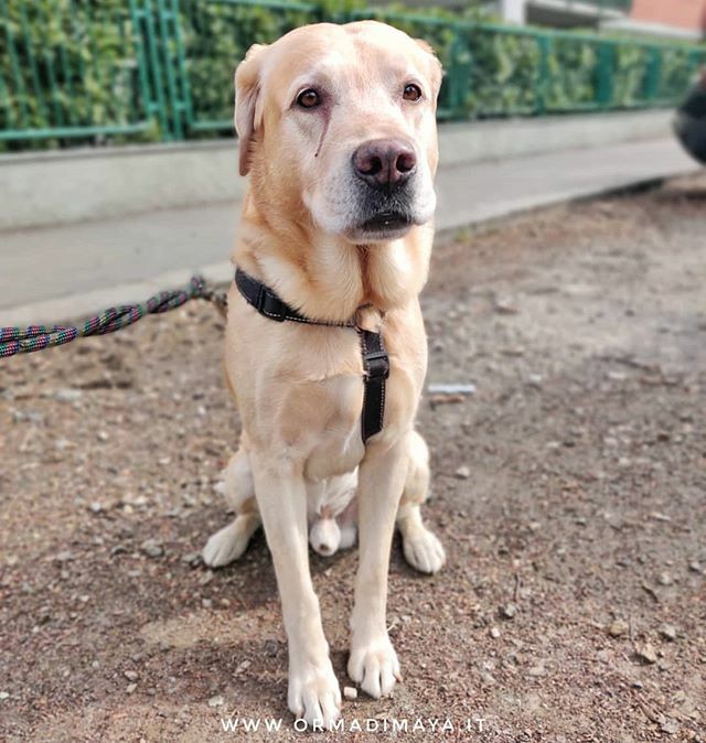 Buongiorno a tutti! 🐾🤩
#dogsittertorino #dogsitter #dogwalker #dogwalkertorino #dogsittinglife #torino #dogofinstagram  #igerstorino #dogstagram #dogoftheday #instagramdogs  #dog #cane #peloso #meglioicani #passeggiataconilcane #passeggiata #petofins… ift.tt/3b2KEUl
