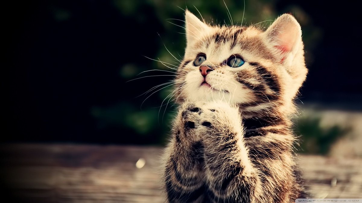 FazzleMawla's tweet image. You can help us raise the funds to replenish our food supply so you can feed our rescue cats by donate through our paypal and please inbox us if you need our bank and account number
Please help us to continue offering second chances to these rescue cats
paypal.me/violletas