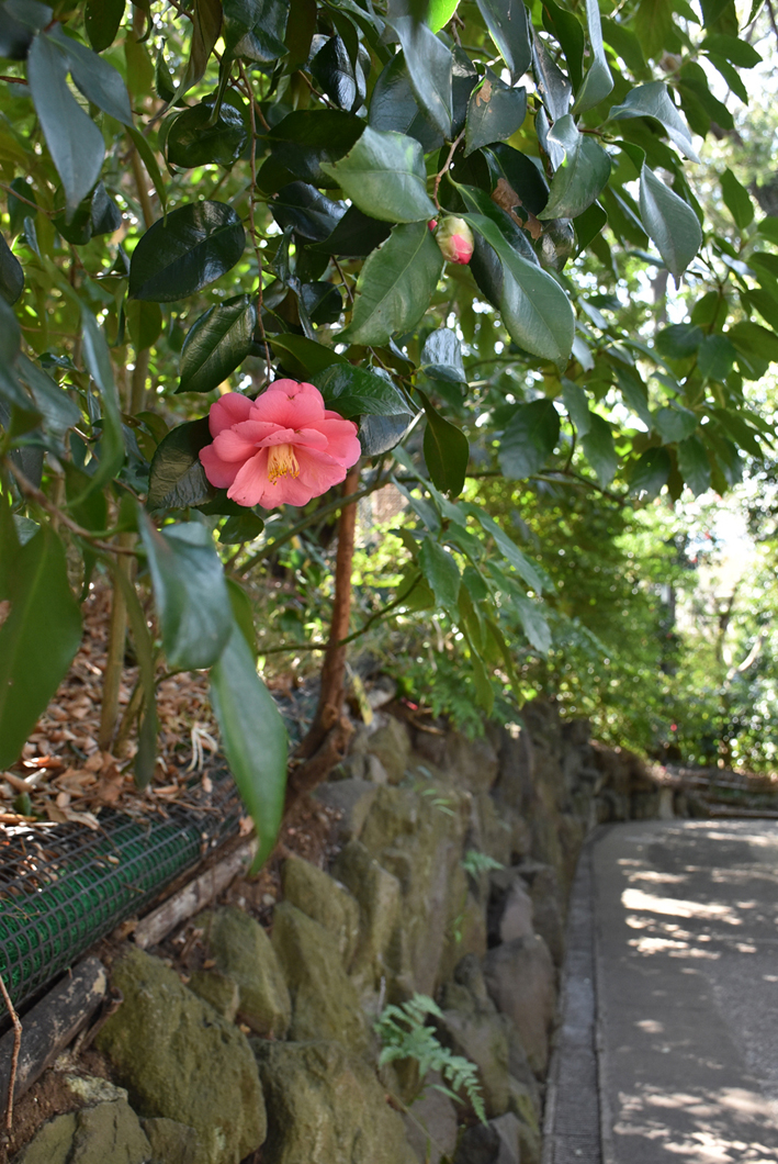 武者小路実篤記念館公式 答えは椿 ツバキ 椿のとくちょうは花びらが散る時にばらばらにならないで 花の形 のままポトンと落ちること 奈良時代の歌集 万葉集で詠まれている花で 大昔から日本人に愛されて 品種改良されてきたから色んな形や色がある