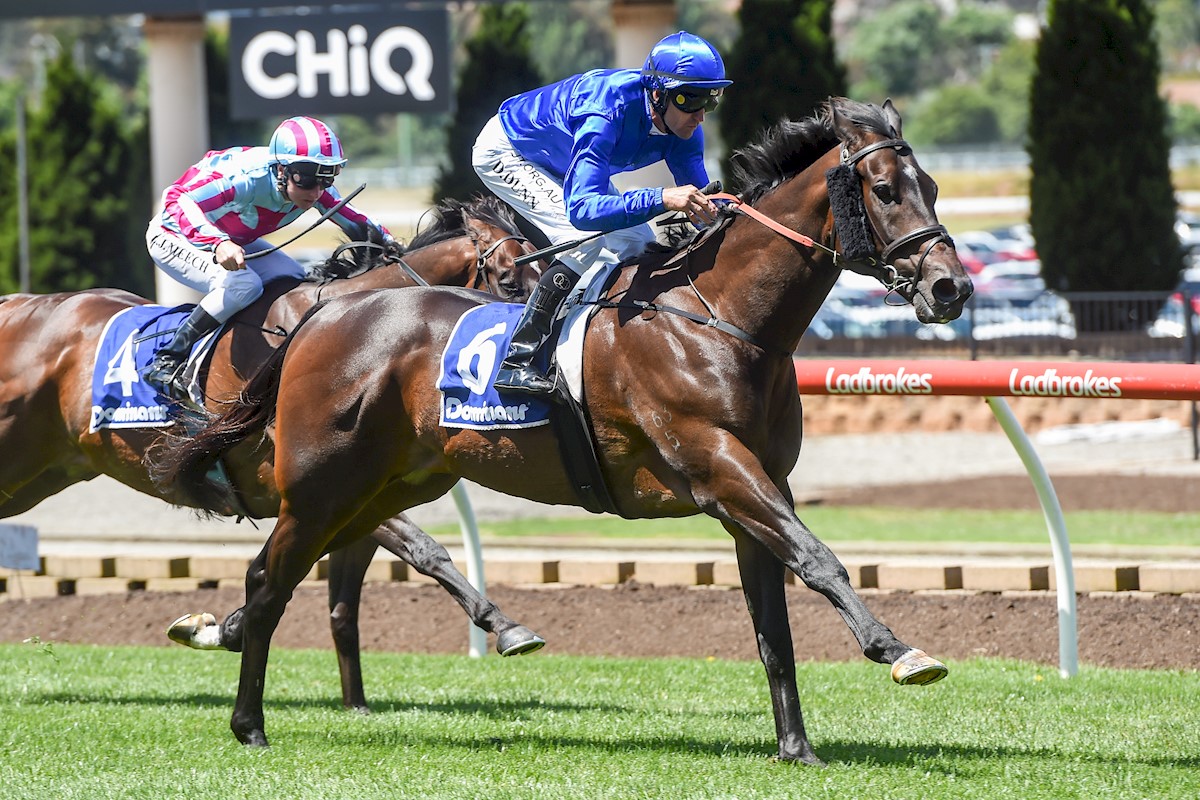 OculusRacing's tweet photo. We were thrilled to purchase the classy sprinter WAGNER for terrific value today! We expect to have him at the races in the not too distant future. Please get in touch if you are interested in racing an honest, city class sprinter that is ready to go racing! https://t.co/gIA6LtNMf8