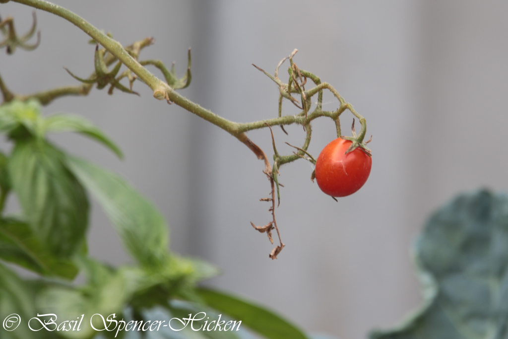phototune's tweet photo. VeggiePatch Invaders (cont)… https://t.co/98KefCqdtJ https://t.co/5DMOMeurhY