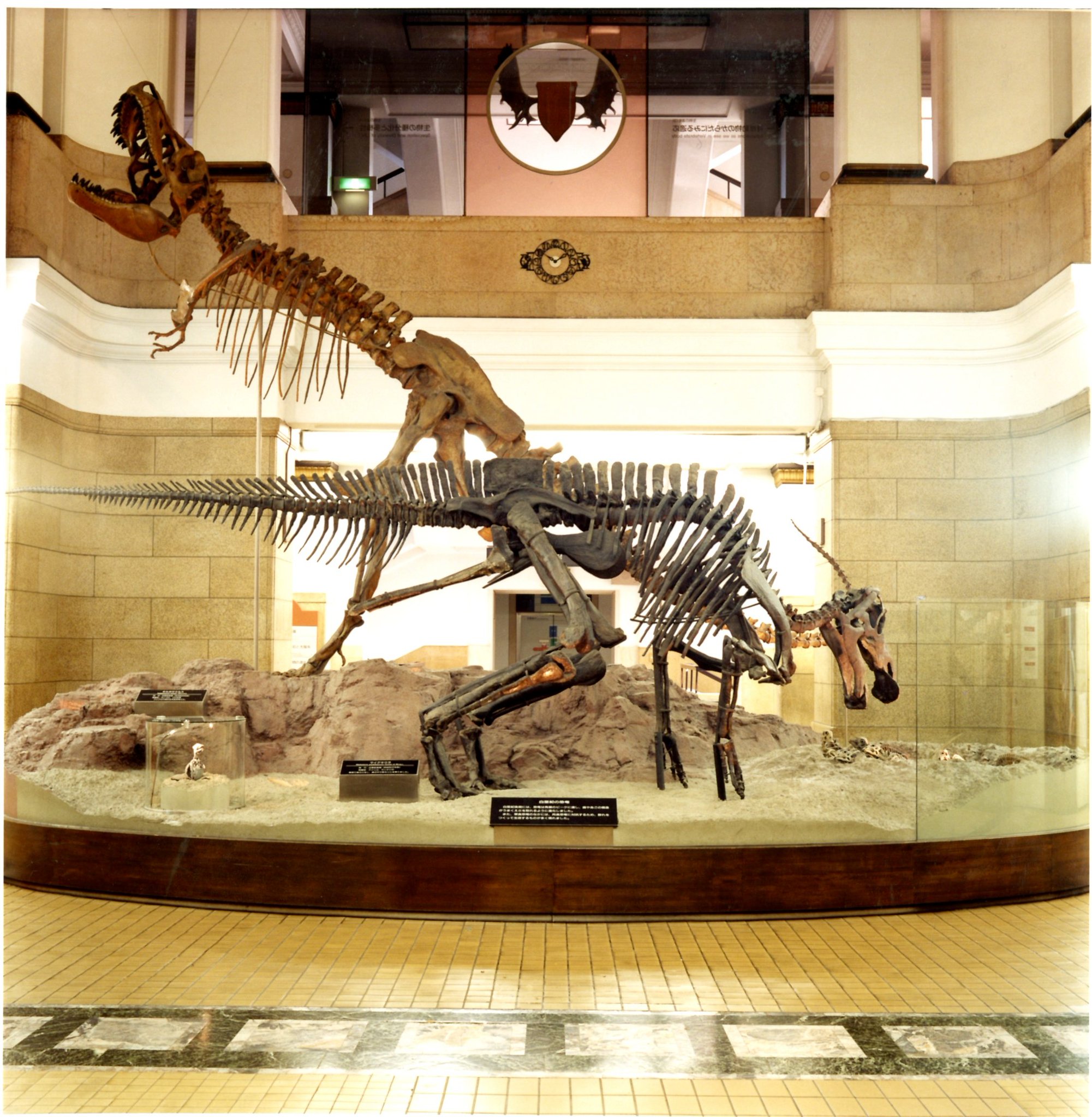 かはく 国立科学博物館公式 タルボとマイア タルボとマイアの写真も見たい とのお声を受けて 中央ホールで展示していたタルボサウルスとマイアサウラの写真を公開します ２頭は04年まで展示されていました 2頭になったのは1990年 1974