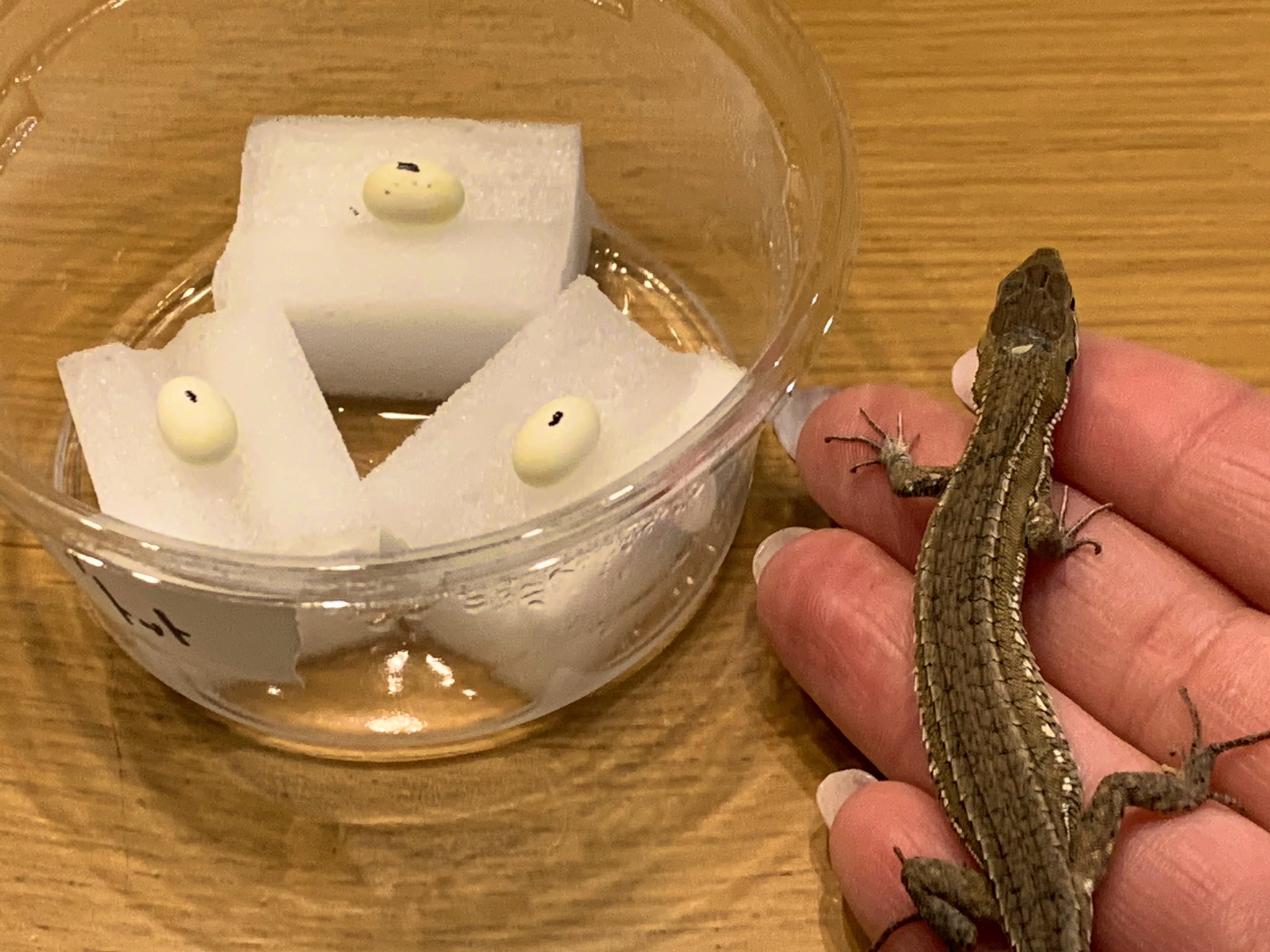 三毛猫さん トットちゃん卵産みました 今回は実験的にスポンジ孵化に挑戦です まだ１ 程度の小さな卵ですが中々良さげな卵ちゃん ２倍近くまで膨らんで大きく成長しますように その前に有精卵でありますように T Co Xjqskn66ci Twitter