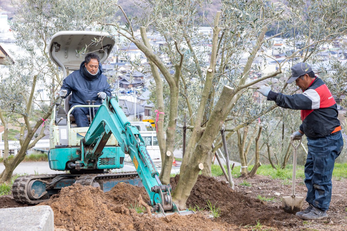 東洋オリーブ オリーブ 春の植え替えまつり 一昨日お伝えした畑の移植作業 油断したらもう終わってました 農園部の仕事の早さ 一本置きに 互い違いに抜いたのがわかります 広々