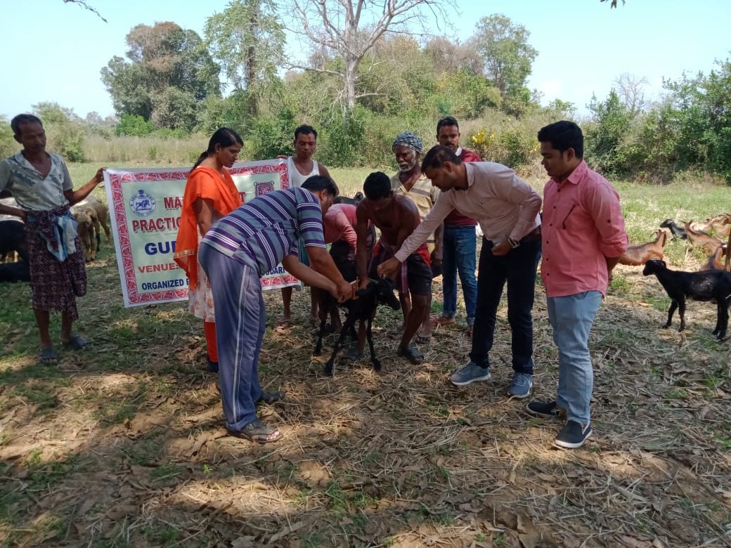 PlusPsu's tweet photo. Tagging of goats  for insurance under livelihood support at Chitisherma village under OTELP Plus ITDA, Gunupur @stscdevelopment @RayagadaO https://t.co/TrfmDqwXzn