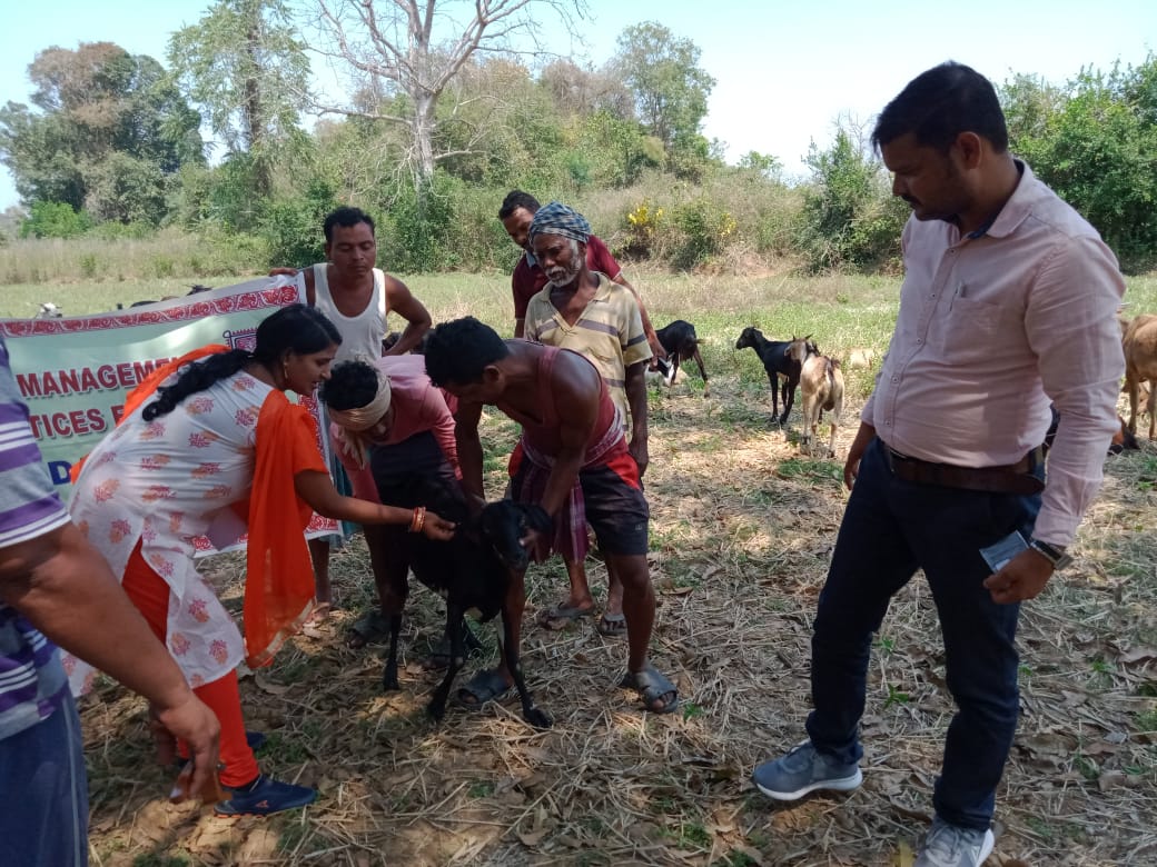 PlusPsu's tweet photo. Tagging of goats  for insurance under livelihood support at Chitisherma village under OTELP Plus ITDA, Gunupur @stscdevelopment @RayagadaO https://t.co/TrfmDqwXzn
