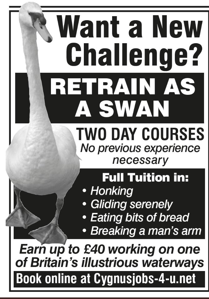 Gus The Fox tweet media