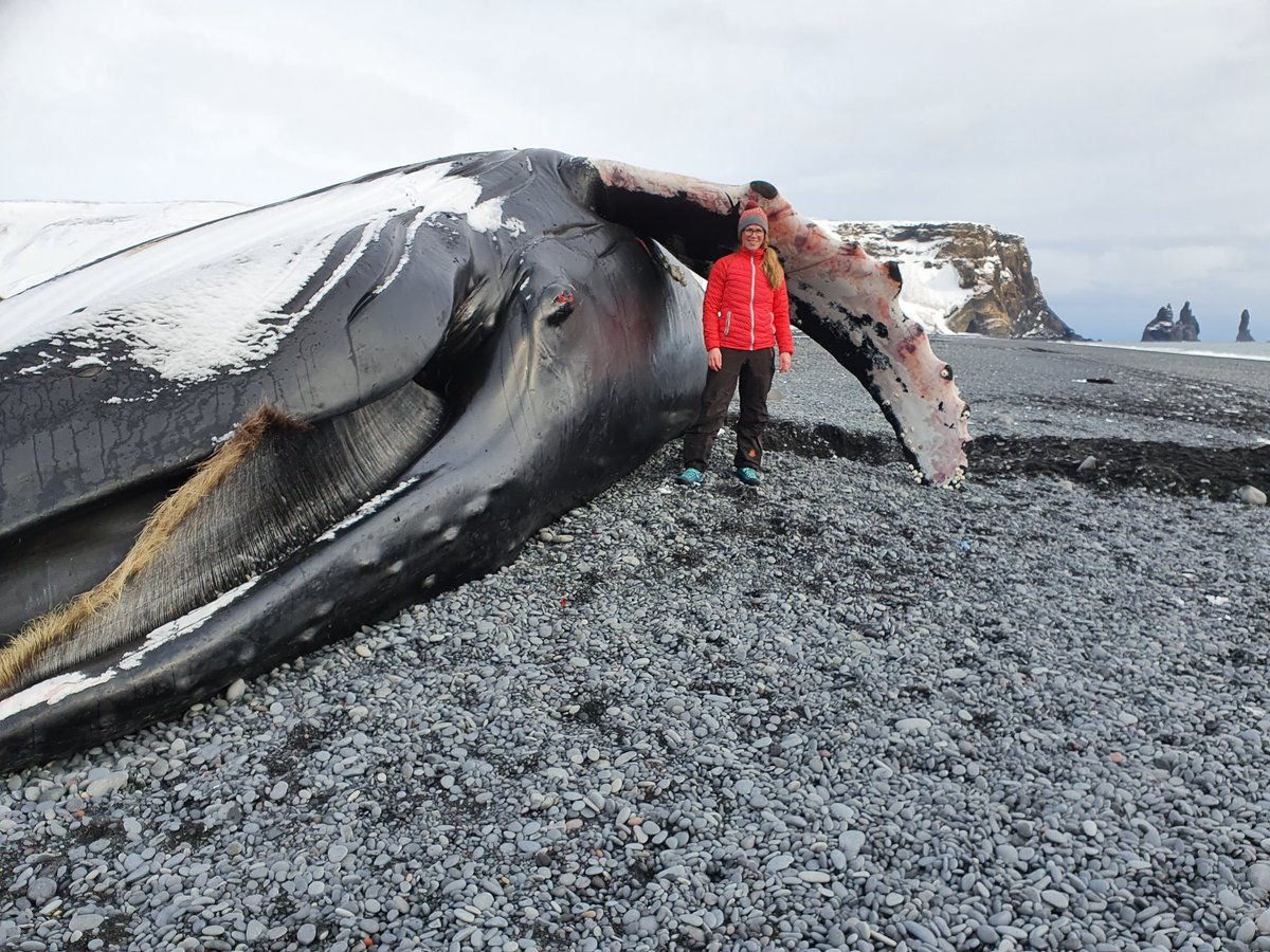 A 14 m adult male humpback washed ashore in S-Iceland last week. The whale was recently dead by the time it stranded. There were no clear external indications of trauma. We got the chance to take measurements and biopsy samples of this giant.