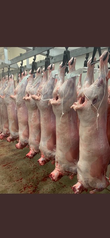 What a crazy world! Was struggling to feed these a few months back and now their feeding me and my family! #farmkills#lamb#beef#pork