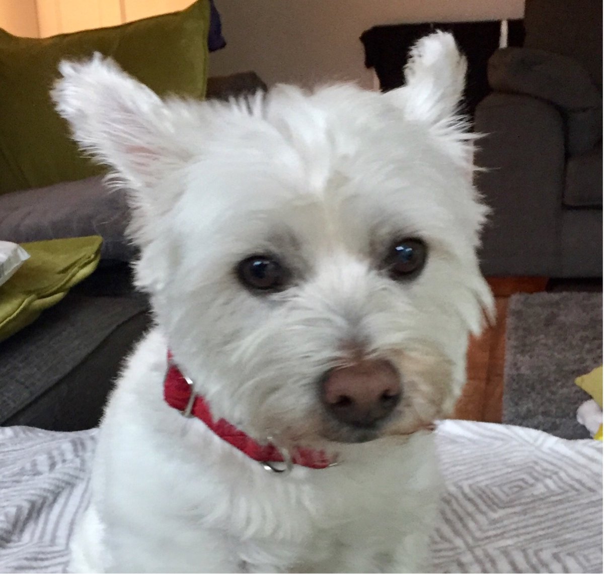 Alison Hunter tweet media