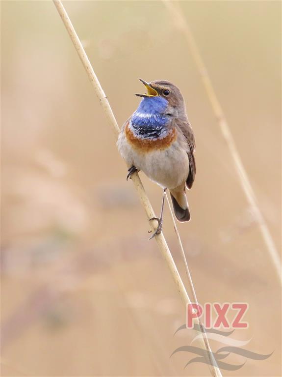 Lieve mensen,

Ondanks deze bijzondere tijden hopen wij vanuit PIXZ dat iedereen dit met goede gezondheid doorkomt. 

Blijf genieten van de gezonde, Zeeuwse buitenlucht, denk aan je medemens, help elkaar waar nodig en blijf zingen net als deze mooie blauwborst!

#PIXZ Monique VK