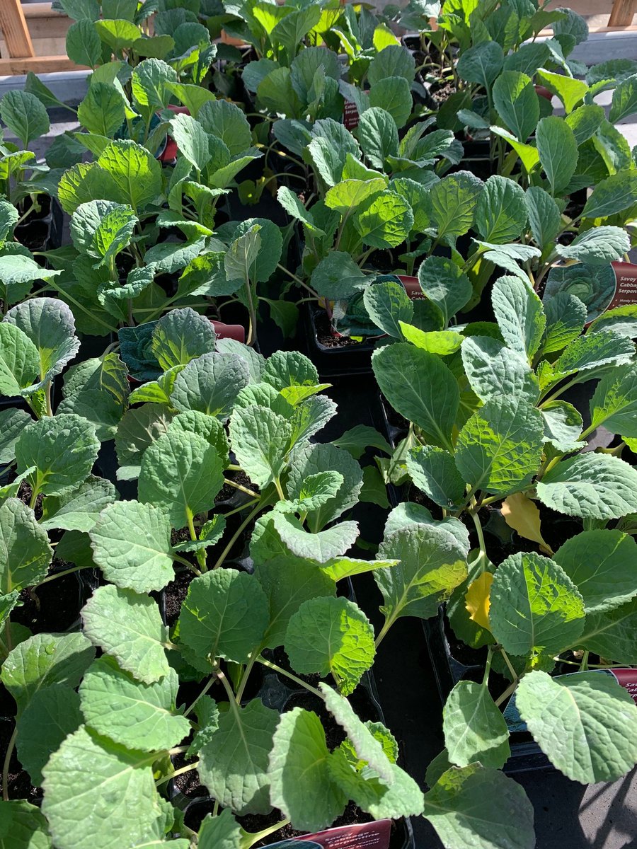 CoolingsGC's tweet photo. It's the ideal time to #growyourown fruit, vegetables, salad and herbs. You don't need a huge garden or a vegetable patch! Ask our team for more advice if you aren't sure where to start #theexperienceisgrowing 🍅🥬🍓🥕 https://t.co/Rl1Xju0ZeQ