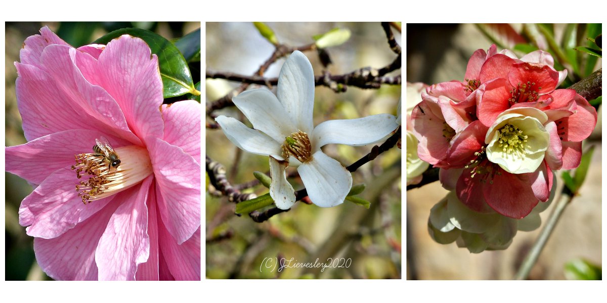 MercuryCards's tweet photo. Good Morning #Tuesday #botanical #gardens #Sheffield #Yorkshire #promisefornature #EveryoneNeedsNature #PlacesMatter @FOBSheffield @Britnatureguide @The_RHS @GWmag https://t.co/4Wmm1EBgNE