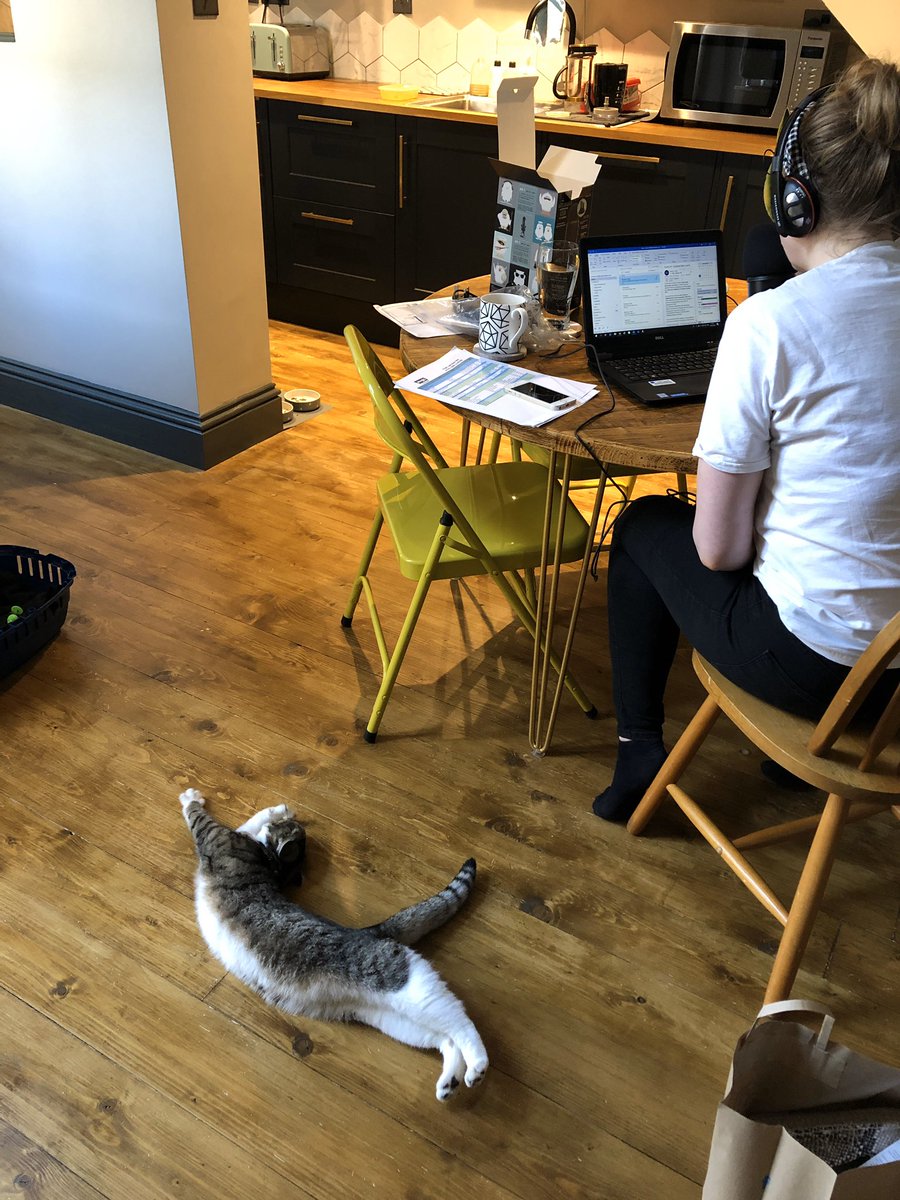 Expect lots of wholesome Dot the Cat content from me over the coming weeks. Starting with this: helping  @Eloise_C test her home working setup yesterday... (Open for a surprise)