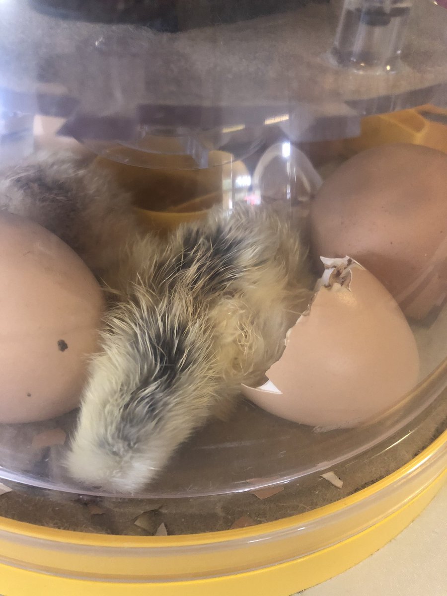 PCPPenguins's tweet photo. Eggcited #chick2 #Jessie #pcpscience 🐣 https://t.co/iOj6i2ziMg
