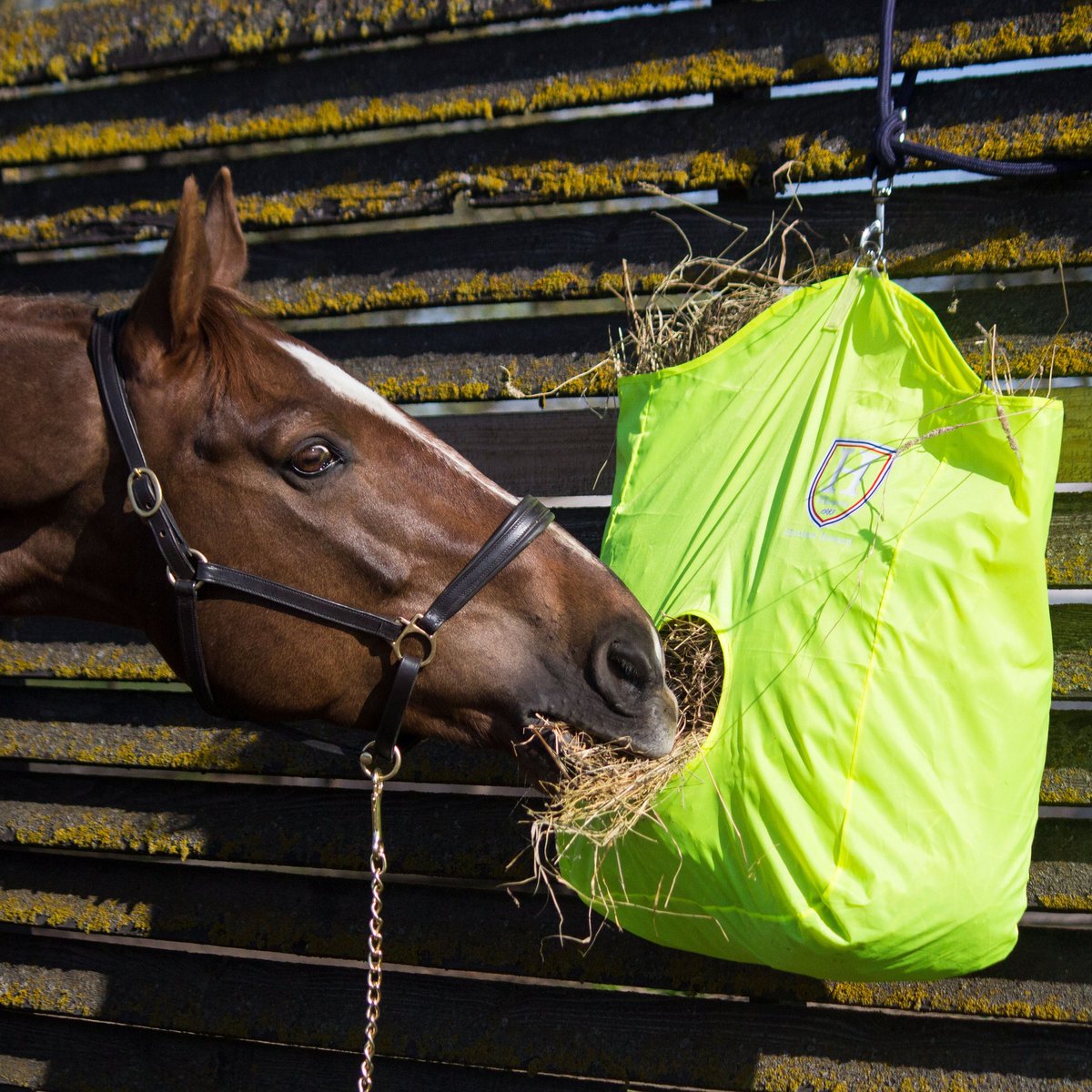 HHequestrian's tweet photo. Sometimes a meal can just make a day! #horsefeed #HealthyLife #fluorescentgreen #harrisonhowardequestrian https://t.co/CUsRKsOiyL