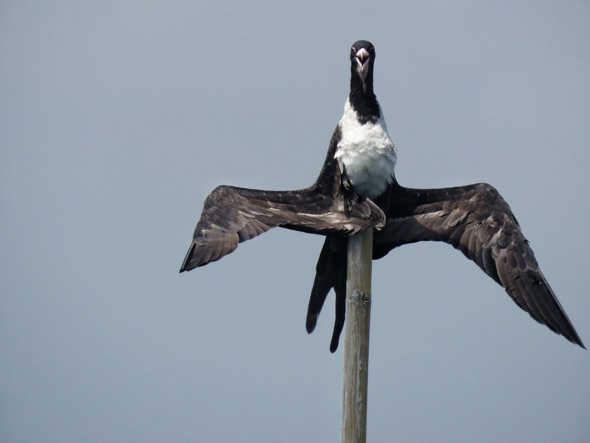 noneeguritno's tweet photo. Me..after I got the fast reply from #WCST6 that my abstract has been accepted...#teamfrigatebird #seabird #marineornithology https://t.co/sLxQaTul3D