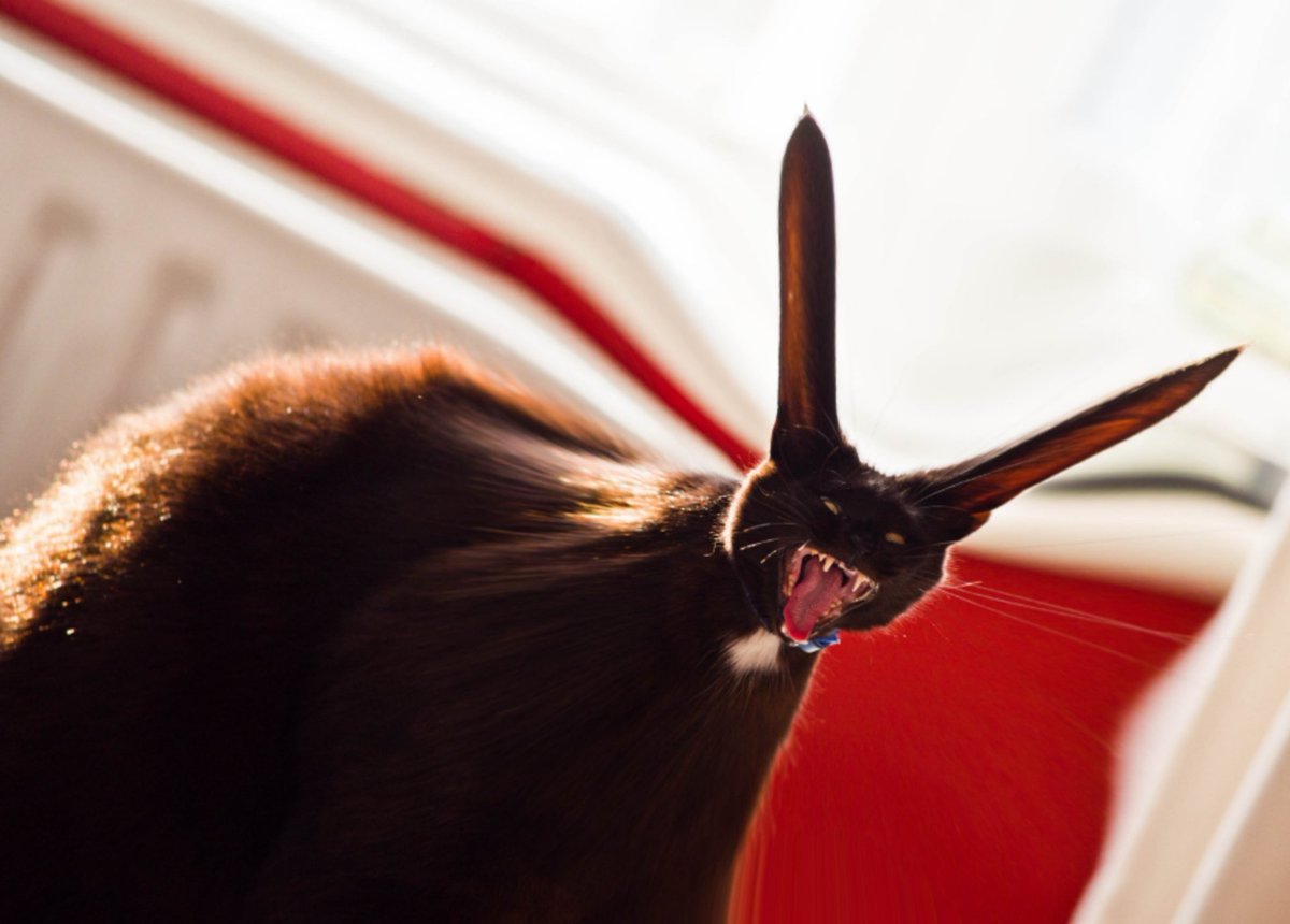 Foxification's tweet photo. Le Cabbit Thread. https://t.co/xBV77xB9bL