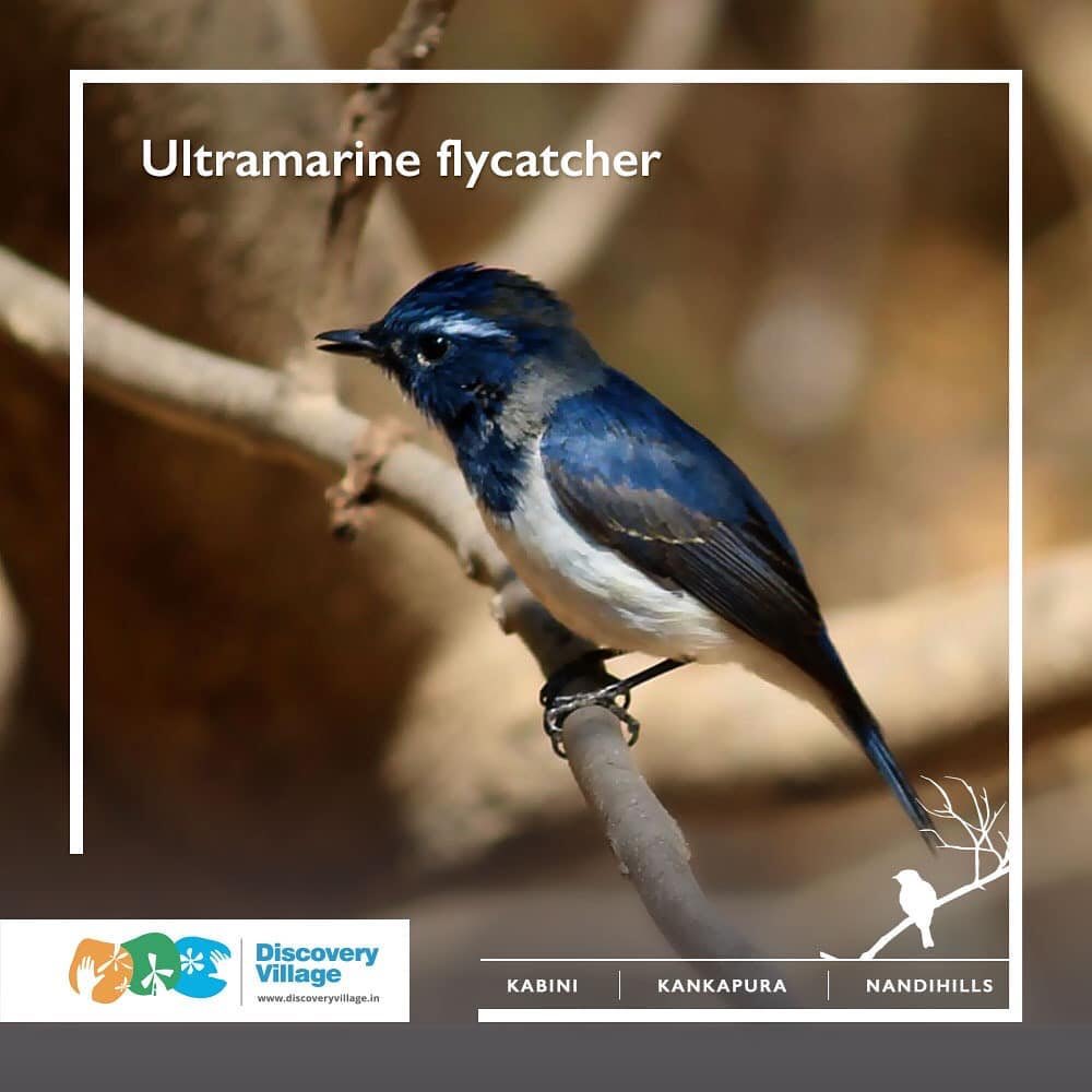 We’ve been spotting some rare species of birds. This is a unique Ultramarine  Flycatcher! 
.
.
#birdwatching #naturewalk #discoveryvillage #forestcomesalive